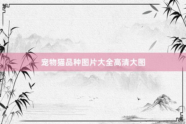宠物猫品种图片大全高清大图